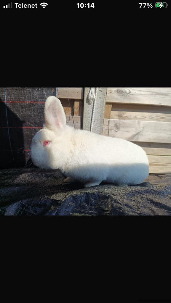 Nieuw-Zeelanders, Dieren en Toebehoren, Vermiste en Gevonden Dieren