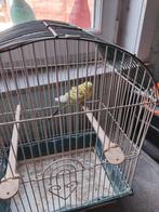 Jong grasparkiet te koop, Plusieurs animaux, Perruche