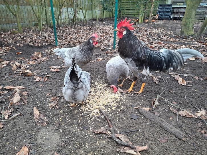 Broedeieren Leghorn Blauw, Dieren en Toebehoren, Pluimvee, Kip, Geslacht onbekend