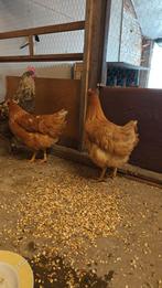 Startklare ISA Brown leghennen – binnenkort dagelijks verse, Dieren en Toebehoren, Pluimvee