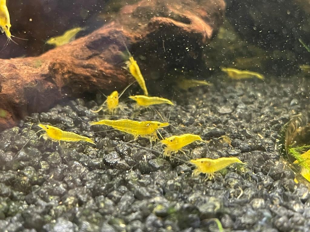 Yellow backline sakura garnalen, Dieren en Toebehoren, Kreeft, Krab of Garnaal, Zoetwatervis, Schoolvis