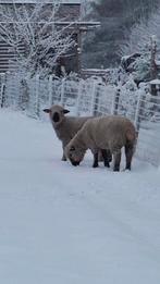 2 Hampshire down ooien, Dieren en Toebehoren, Februari, Meerdere dieren