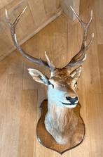 Mooie Grote Hertekop op de volledige originele plank, Verzamelen, Dierenverzamelingen, Ophalen, Gebruikt, Hert, Gewei of Kop