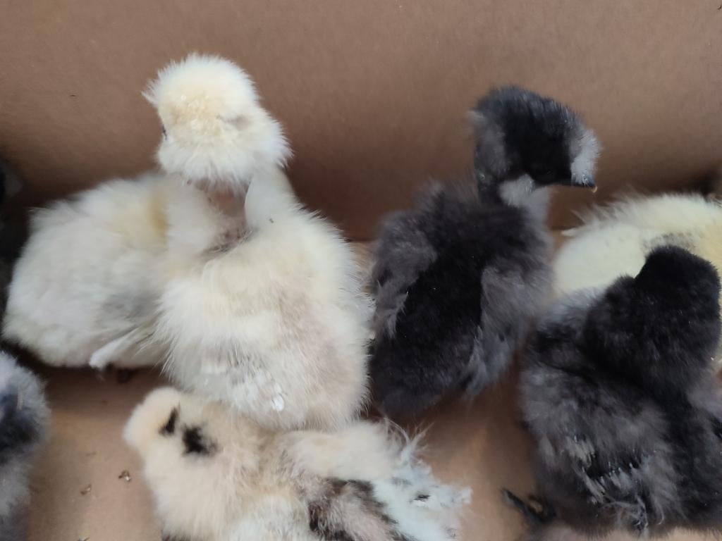 Zijdehoen kuikens, Dieren en Toebehoren, Pluimvee, Geslacht onbekend