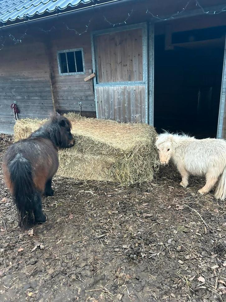 2 pony’s te koop, Dieren en Toebehoren, Pony's, Meerdere dieren, Zadelmak, A pony (tot 1.17m), Recreatiepony, 3 tot 6 jaar, Met stamboom