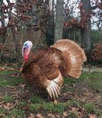 Rode Ardenner Kalkoen, Animaux & Accessoires, Volatiles, Dinde