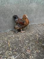 Cocks Brahma à vendre - qualité d'exposition, Mâle, Poule ou poulet