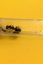 Reine Camponotus Herculeanus avec 1 à 5 ouvrières, Animaux & Accessoires, Fourmis