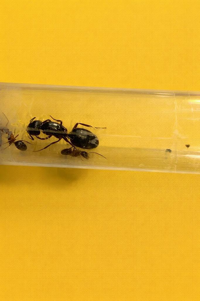Camponotus Herculeanus koninginmet 1-5 werksters, Dieren en Toebehoren, Insecten en Spinnen, Mieren