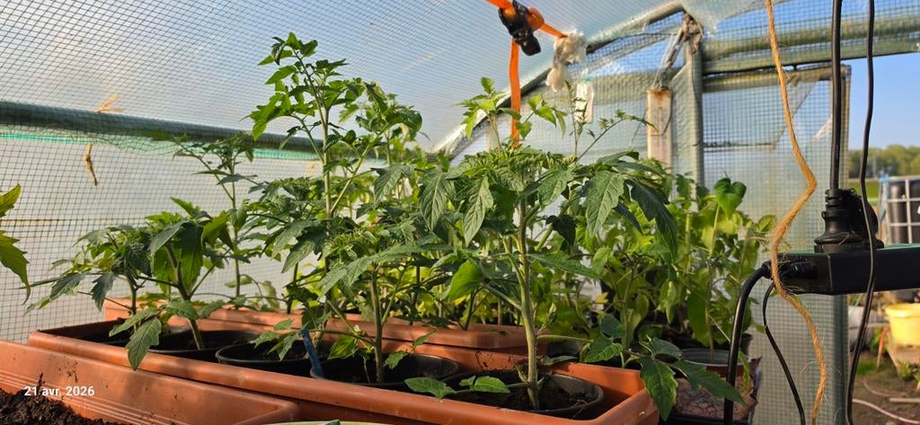 Tomates  a 1 € le pied, Jardin & Terrasse, Bulbes & Semences, Enlèvement