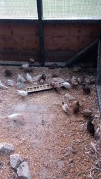 Chineese kwartel(hanen), Mâle, Autres espèces