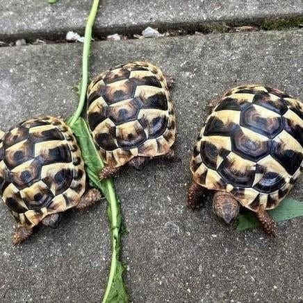 Griekse landschildpad augustus 2025 nabij E17/E40 Gent, Dieren en Toebehoren, Schildpad, Tam, 0 tot 2 jaar