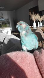 Kakariki  apprivoisé  males