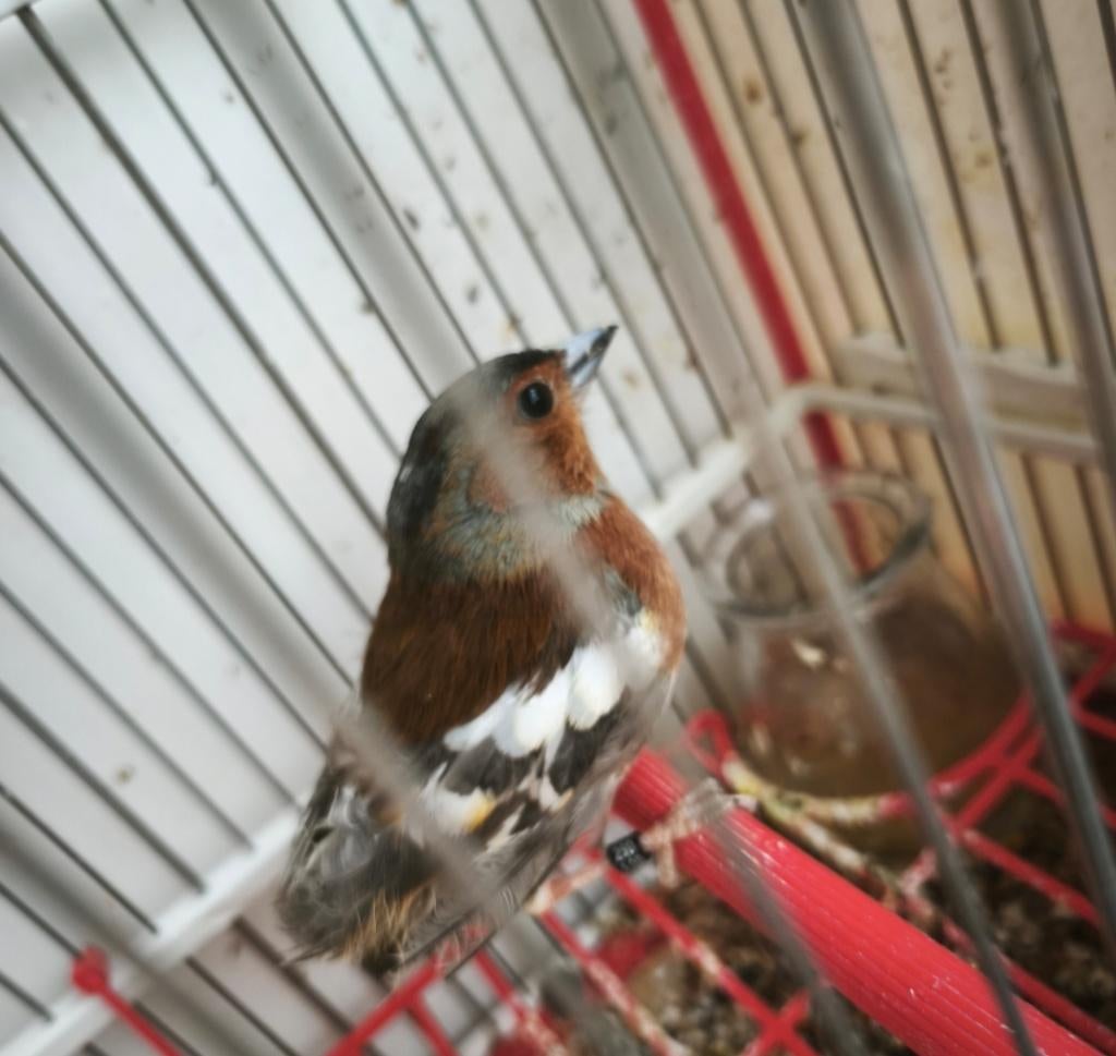 Pinson, Animaux & Accessoires, Enlèvement