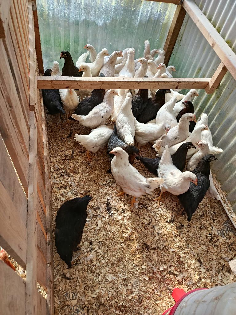 marans/legbar et poulets traditionnels 5+1/10+3 gratuits, Femelle, Poule ou poulet