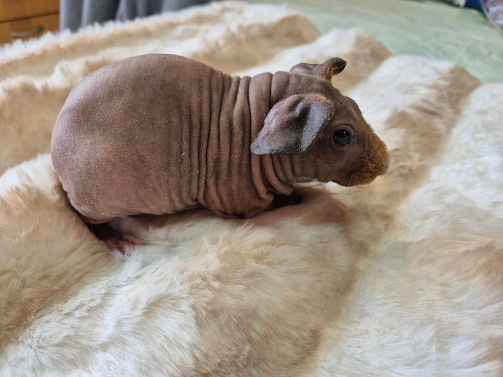 Jong Rood bont skinny cavia beertje, Dieren en Toebehoren, Mannelijk, Tam, Maart, Cavia