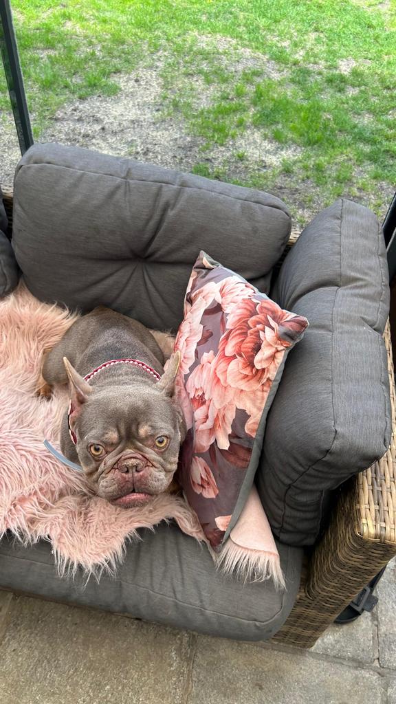 Franse buldog, België, Fokker | Hobbymatig, Teef, Eén hond