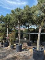 Pinus pinea/ spar, Ophalen