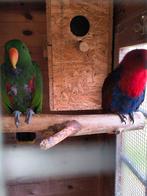 Edelpapegaai koppel, Dieren en Toebehoren, Meerdere dieren, Papegaai, Pratend