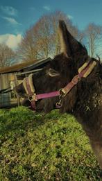 Drachtige ezel + hengst, Vermifugé, Moins de 160 cm, Plusieurs animaux, Non dressé