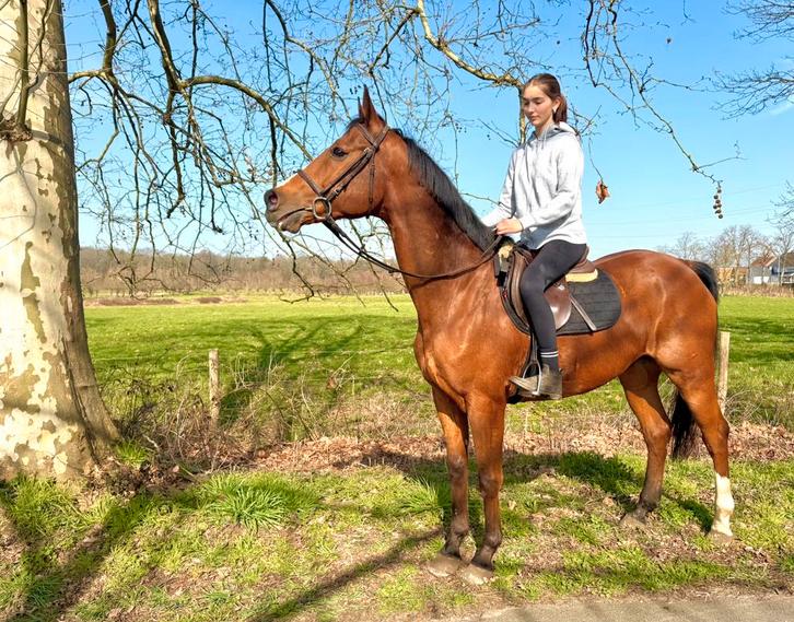 Brave 12j ruin, Dieren en Toebehoren, Pony's, Ruin