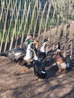 Coureurs, Plusieurs animaux, Canard