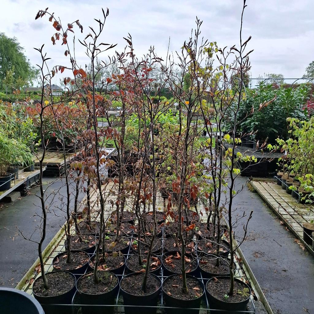 Beukenhagen in container, Tuin en Terras, Planten | Struiken en Hagen, Haag, Beukenhaag, Ophalen