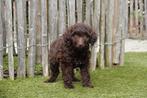 Chiots Labradoodle choco de taille moyenne, parents testés, Animaux & Accessoires, Chiens | Retrievers, Épagneuls & Chiens d'eau