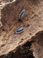 Isopods - Porcellio flavomarginatus, Autres espèces