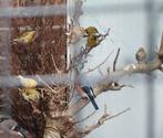 Sijsjes wildkleur., Dieren en Toebehoren, Vogels | Overige Vogels