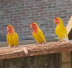 Agapornis rosse colie, Dieren en Toebehoren, Meerdere dieren, Dwergpapegaai of Agapornis