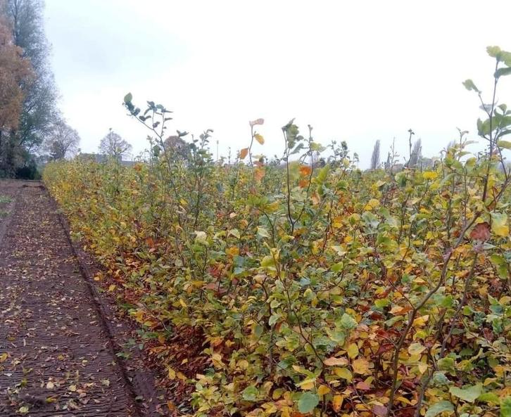 Fagus bladhoudend beuk beukenhaag, Tuin en Terras, Planten | Struiken en Hagen, Beukenhaag, Ophalen of Verzenden