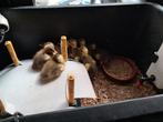 Indische loopeendjes, Dieren en Toebehoren, Pluimvee, Geslacht onbekend, Eend