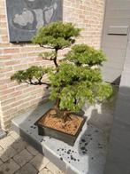 Bonsai juniperus rigida, Tuin en Terras, Ophalen