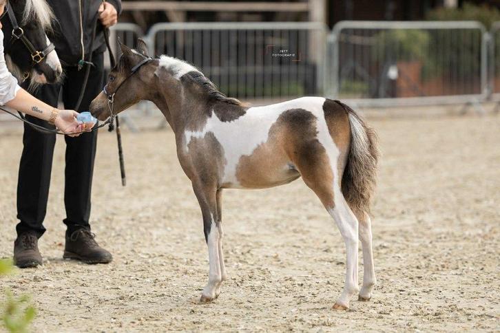 AMHA / NMPRS minipaarden, Animaux & Accessoires, Poneys, Jument, Ne s'applique pas, 0 à 2 ans, Avec pedigree, Avec puce électronique