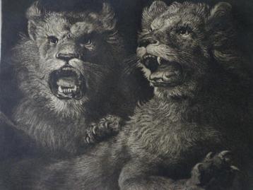 Gravure ancienne Lions de Ch. De Waltner à Rubens