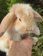 Raszuivere Franse hangoor konijnen in div kleuren mignon feh, Dieren en Toebehoren, Meerdere dieren, Groot, Hangoor, 0 tot 2 jaar