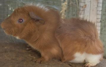 Langharige Cavia’s beschikbaar voor biedingen