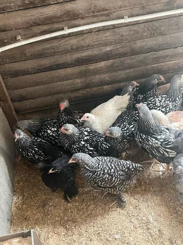 Wyandotte groothoender, Plusieurs animaux, Poule ou poulet