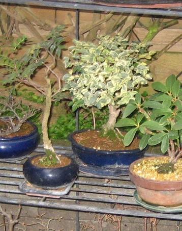 troène chinois panaché en bonsaï, Enlèvement ou Envoi, En pot