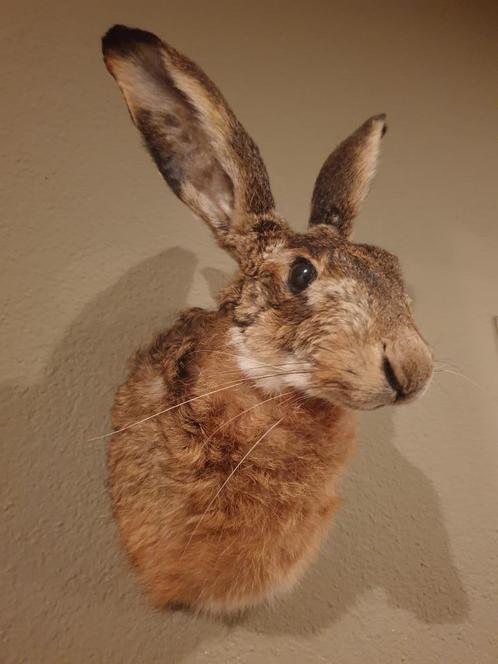 Prachtige hazenkop. Eyecatcher, landelijk, opgezette dieren, Verzamelen, Dierenverzamelingen, Nieuw, Opgezet dier, Overige soorten