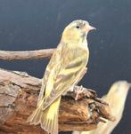 Sijzen, Dieren en Toebehoren