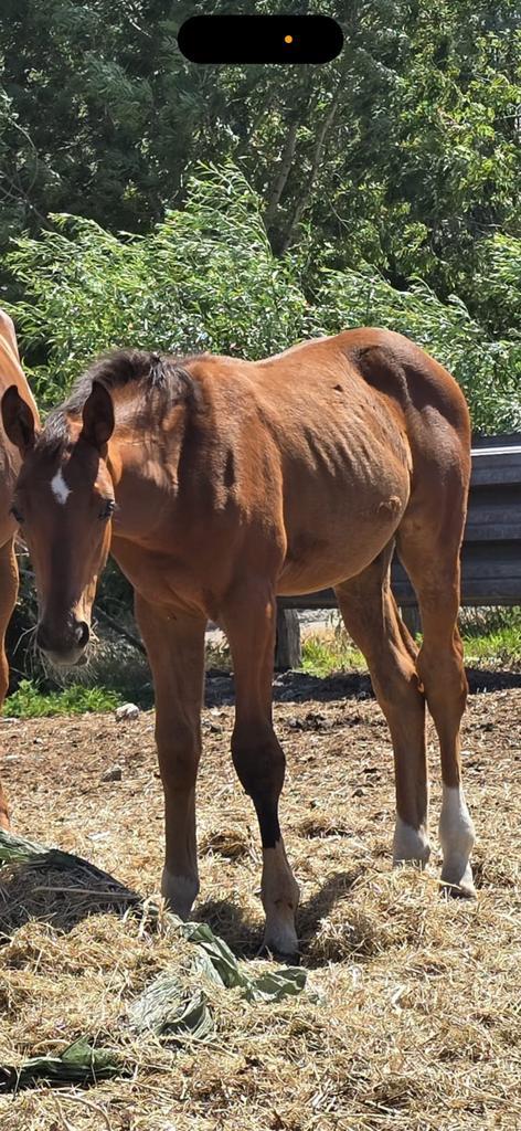 Hengste veulen kashmir van schutter x Senecio Z, Dieren en Toebehoren, Paarden, Hengst, M