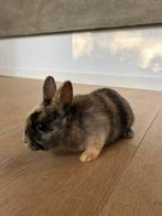 Dwergkonijntjes te koop, Dieren en Toebehoren