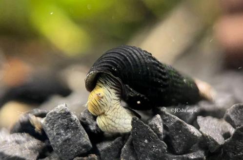 Tylomelania slak aquarium, Dieren en Toebehoren, Vissen | Aquariumvissen, Slak of Weekdier