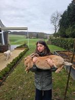 Raszuivere Vaamse reus 8weken, Dieren en Toebehoren, Konijnen