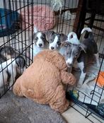 Leuke Jack Russell pups met speciale kleurtjes op boerderij, Dieren en Toebehoren, Parvo, België, Jack Russell Terriër, 8 tot 15 weken