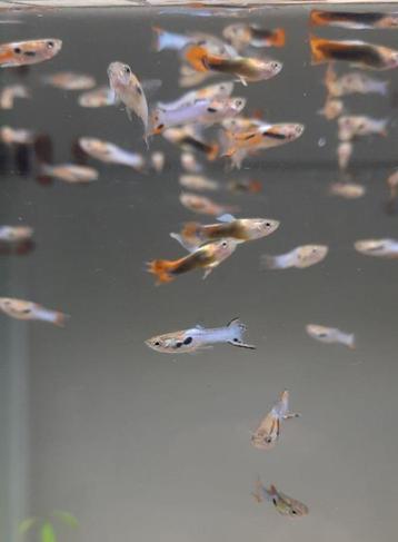 Endler Guppy Japan blauw in Brussel beschikbaar voor biedingen