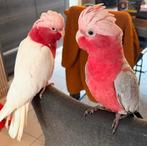 Associezcacatoès apprivoisés ades cages et à des accessoires, Animaux & Accessoires, Bagué