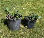 Plante vivace ASTER, Tuin en Terras, Volle zon, Vaste plant, Herfst, Ophalen